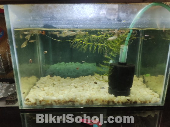 Fish(guppy fish)